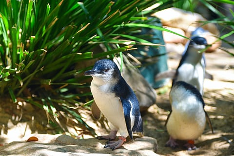 Penguins at Featherdale WildlifePark