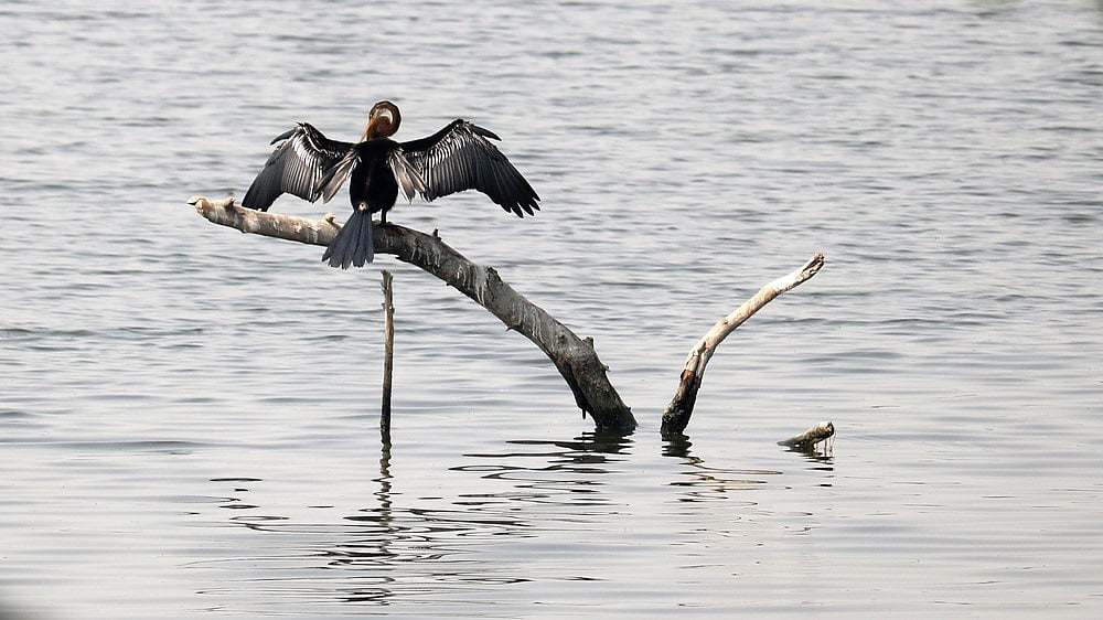 Indian cormorant in Okhla Bird Sanctuary