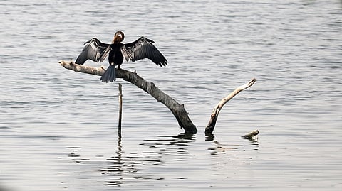 Indian cormorant in Okhla Bird Sanctuary