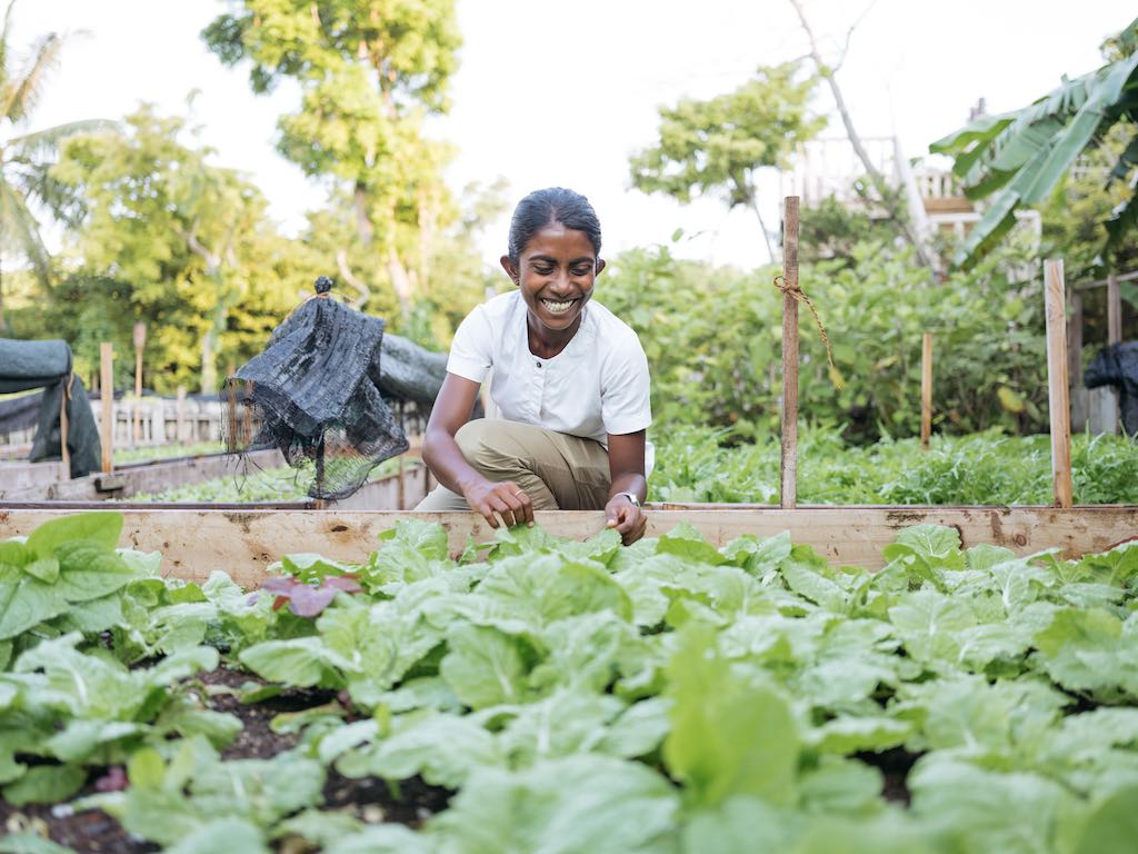 Picking organic produce in the organic garden at Soneva