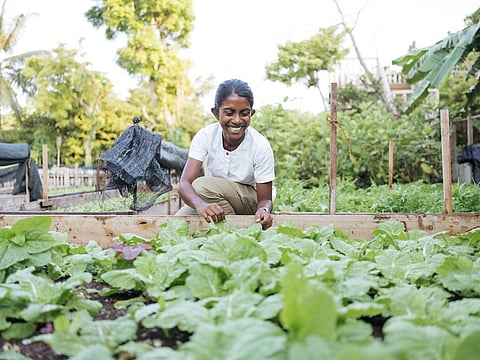 Picking organic produce in the organic garden at Soneva