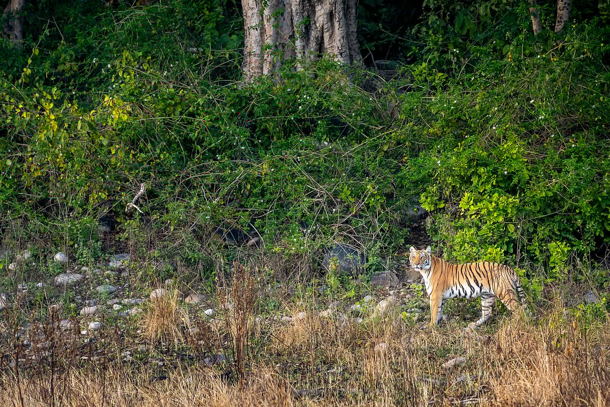 Shutterstock : Dudhwa National Park