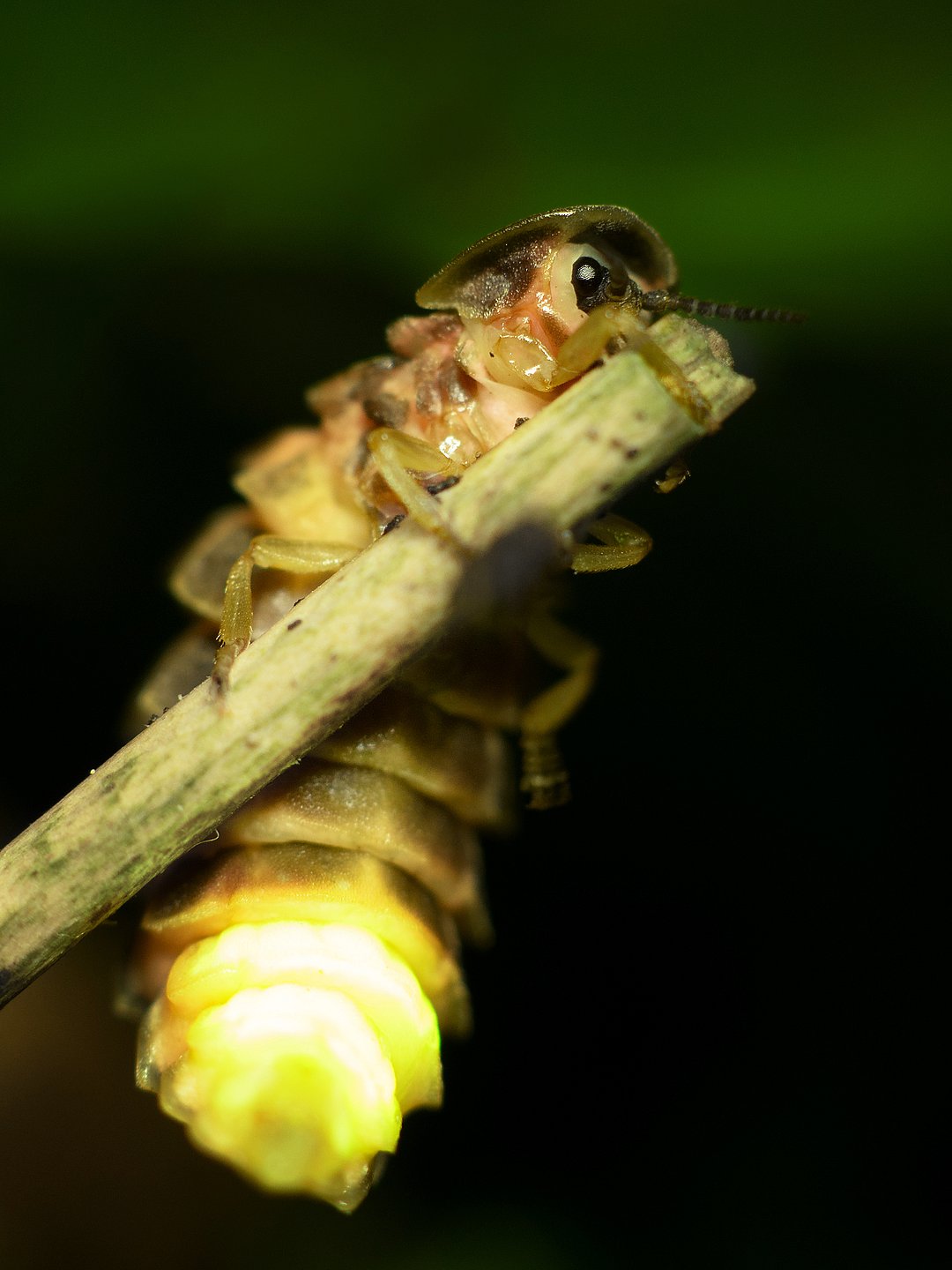 Glow-worm