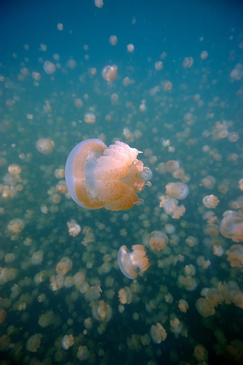 Palau's Jellyfish Lake