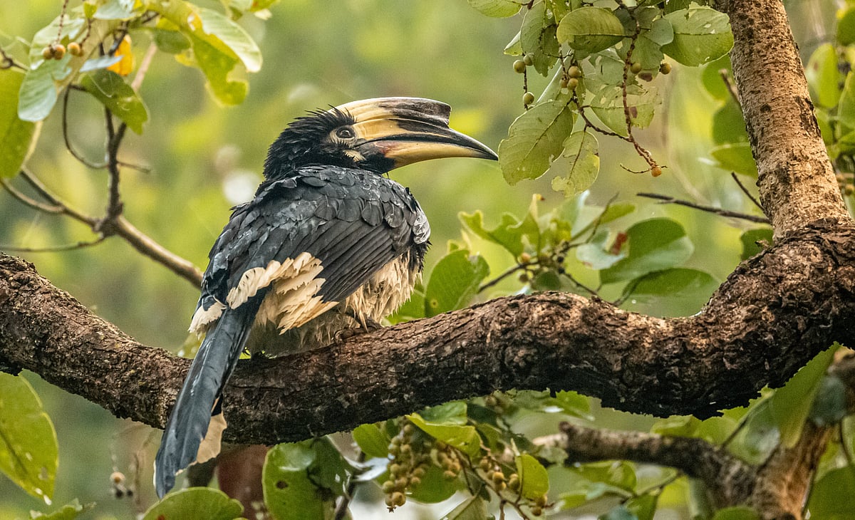 Oriental pied hornbill at Dudhwa National Park