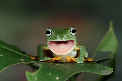 Shutterstock : Javan Tree frog
