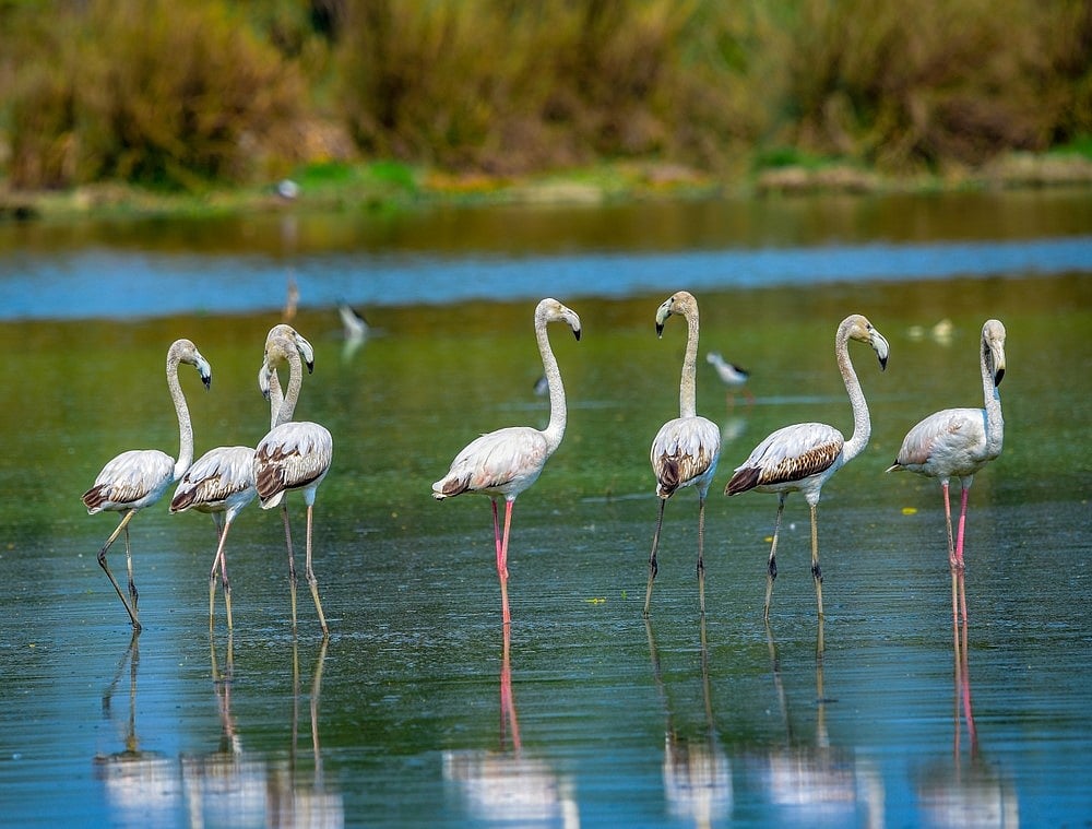 Flock of flamingoes at Surajpur Wetland