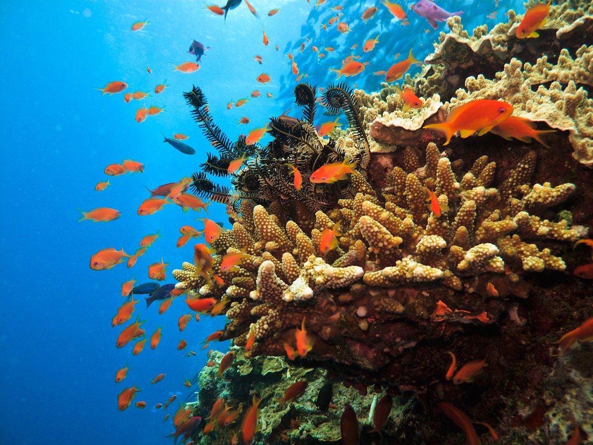 Stony Coral Colony at the Great Barrier Reef