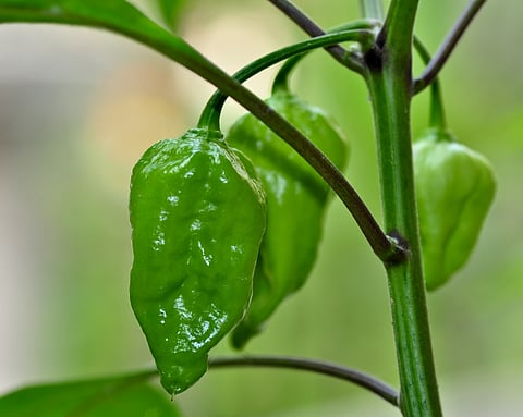 “The Snake” or Naga Morich