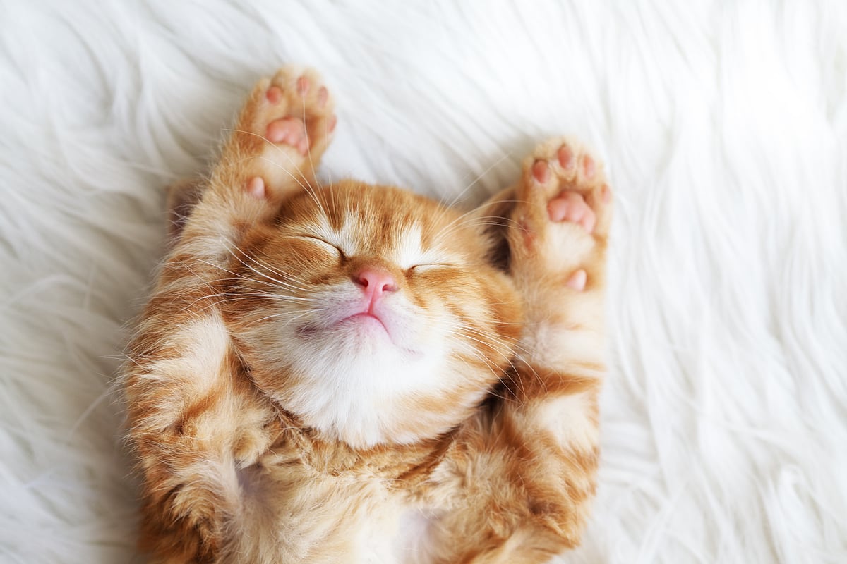 Shutterstock : A kitten fast asleep