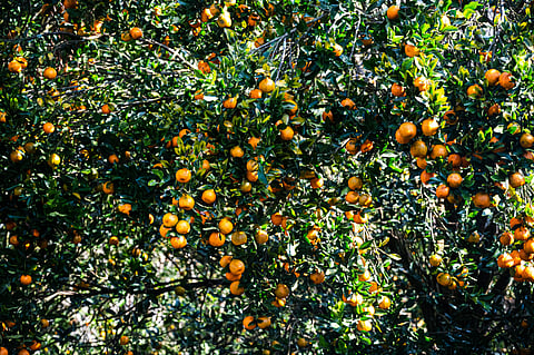 Khasi Mandarin in Nongjrong, Meghalaya