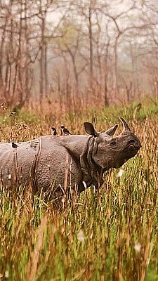 One Horned Rhino at at National Park