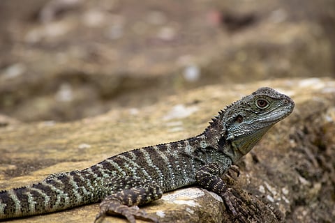 Gippsland Water Dragon perched on a rock