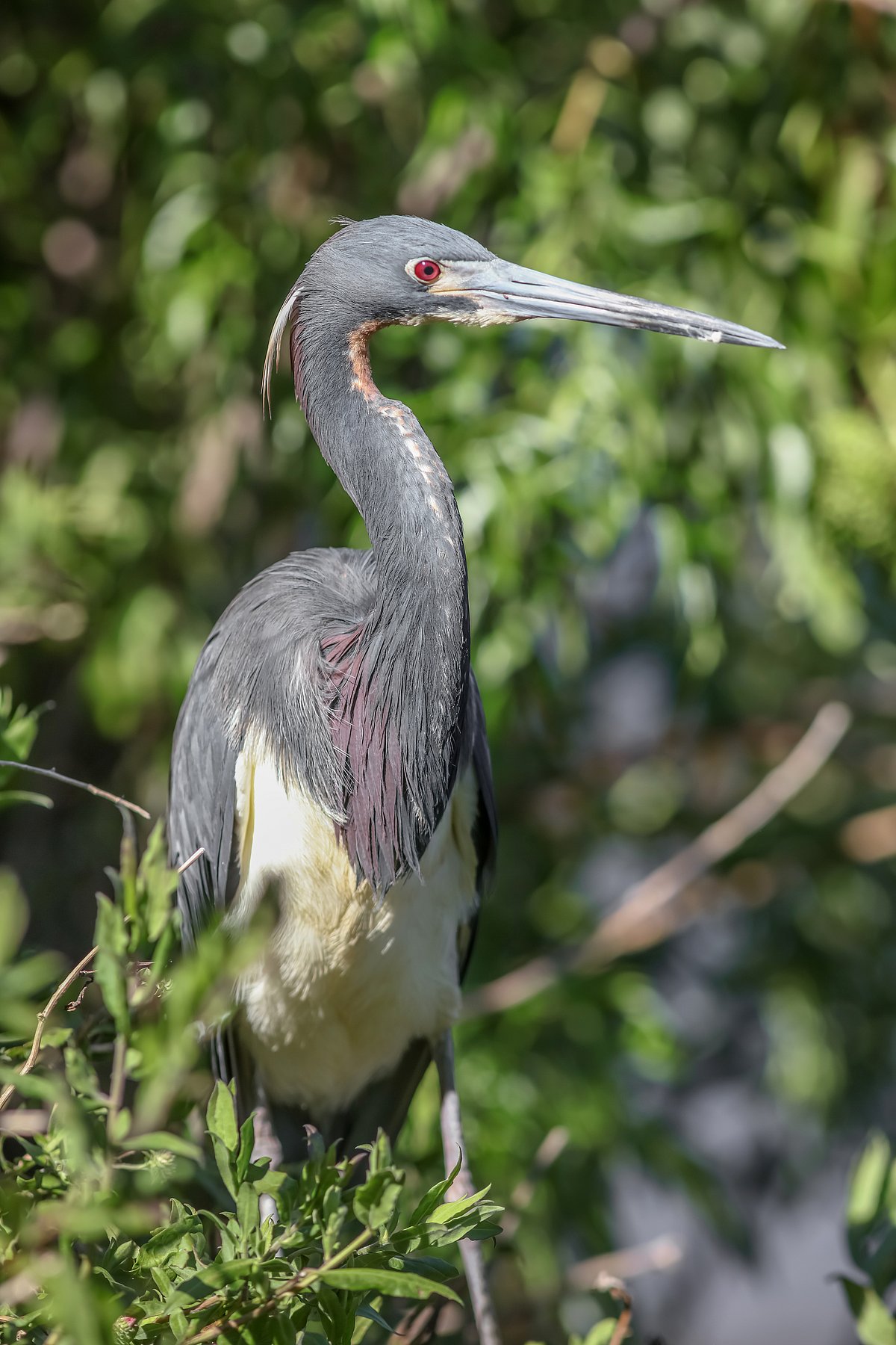 critically endangered  White-bellied Heron