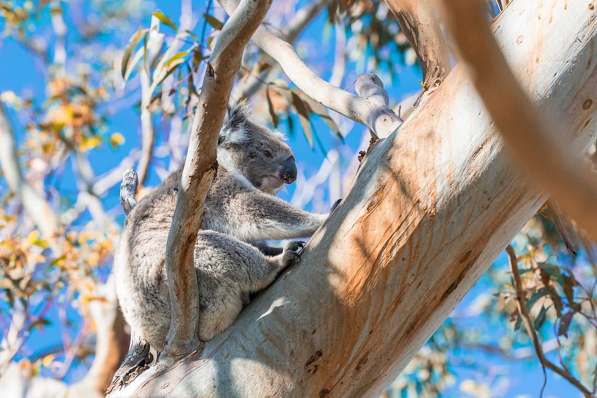 Koala at Great Otway National Park