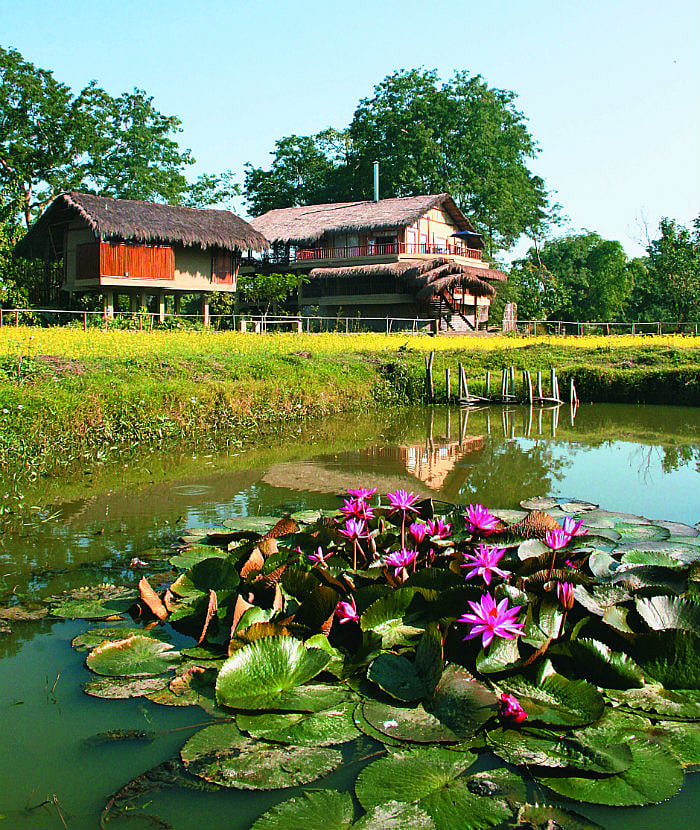 At Diphlu River Lodge, near Kaziranga National Park in Assam, all the grey water flows into a pond and the water is then used to irrigate the rice and mustard crop grown in front of the cottages