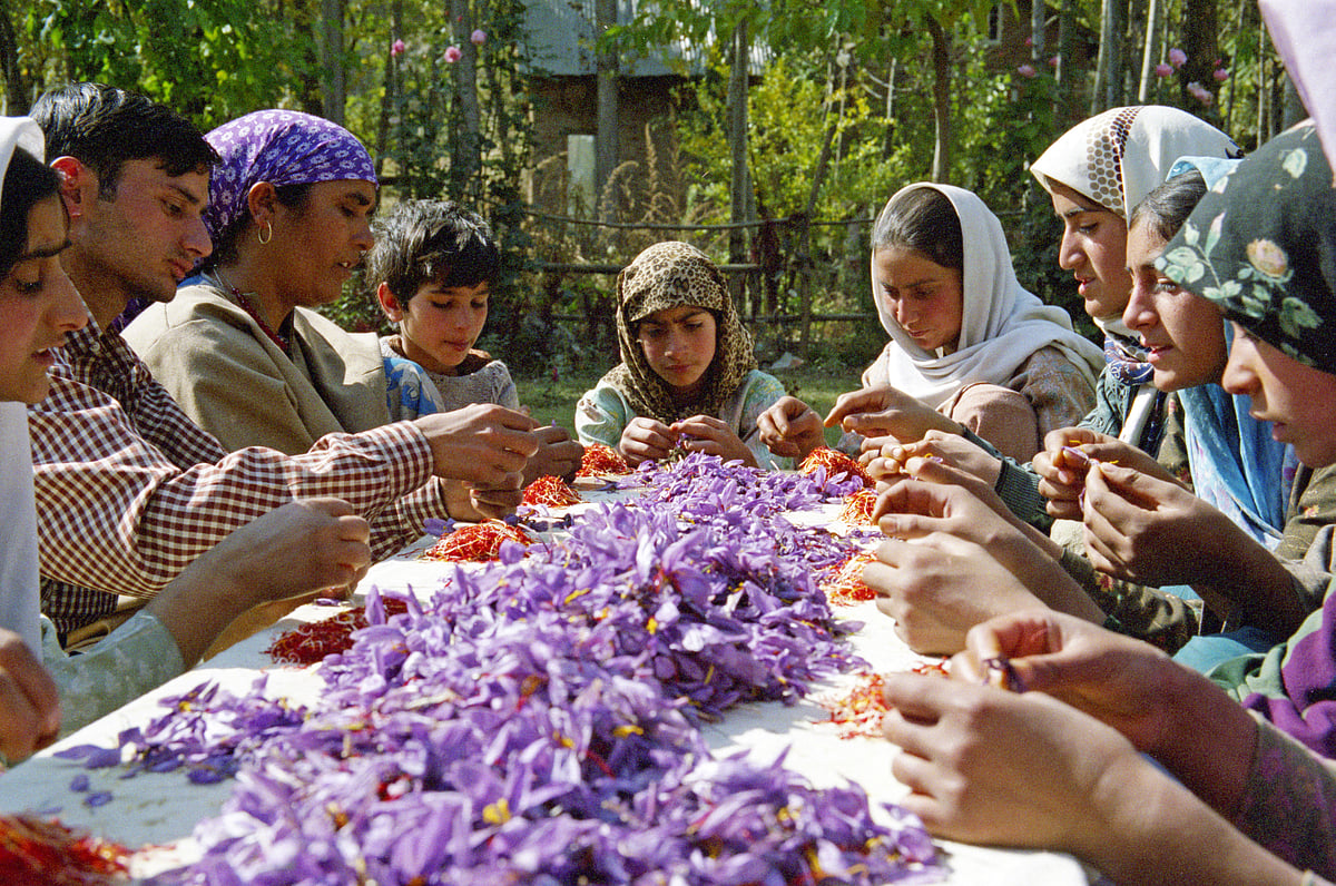 Saffron picking is a family affair in Kashmir