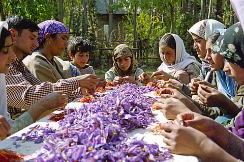 Saffron picking is a family affair in Kashmir