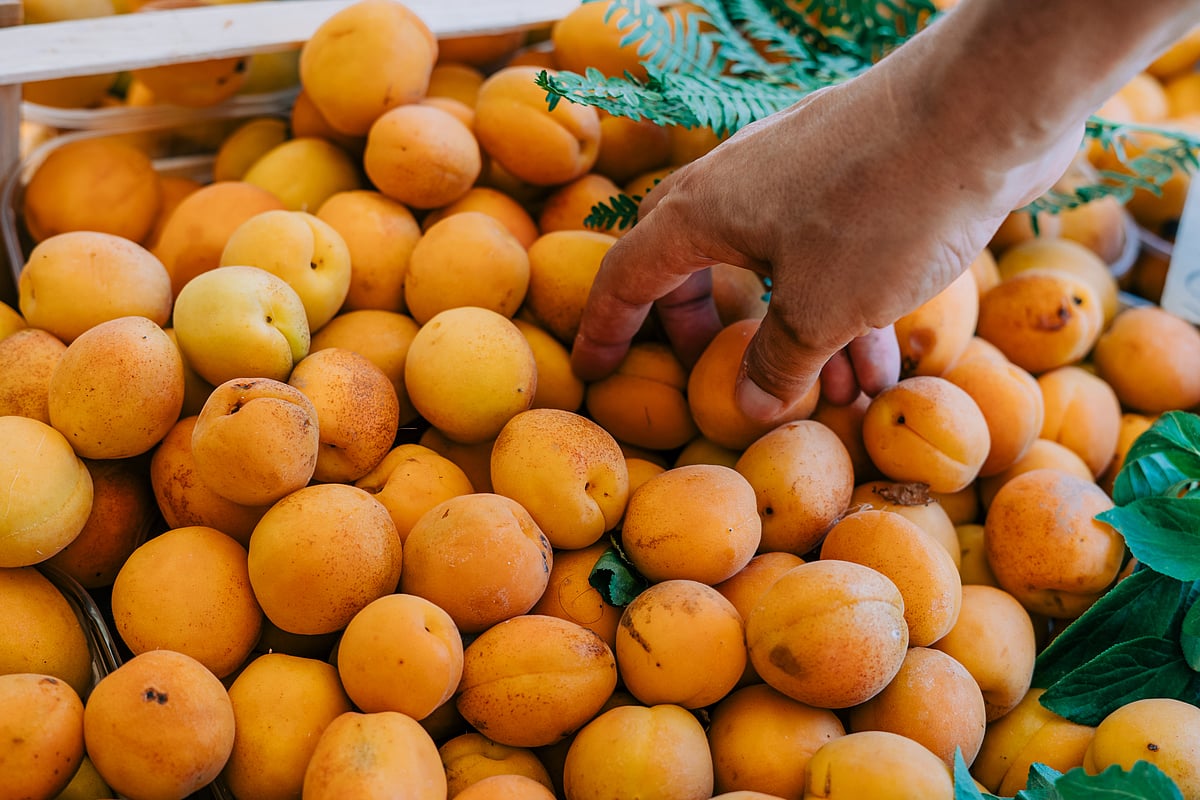Apricots grow aplenty in the region
