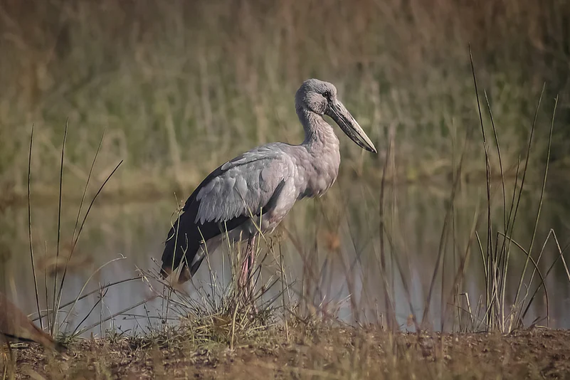 An Asian openbill at Sirpur Lake