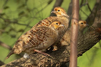 Shutterstock : Grey Francolin
