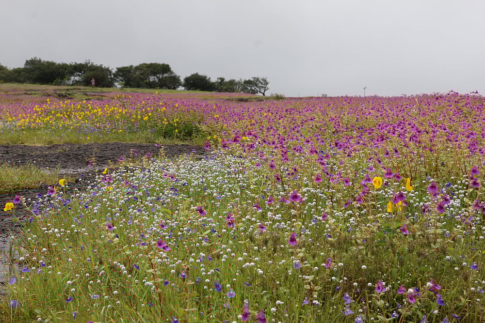 Kaas Plateau is located in the Sahyadri Range, 22 km away from Satara