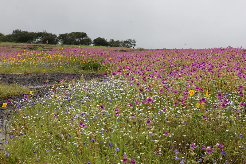Kaas Plateau is located in the Sahyadri Range, 22 km away from Satara