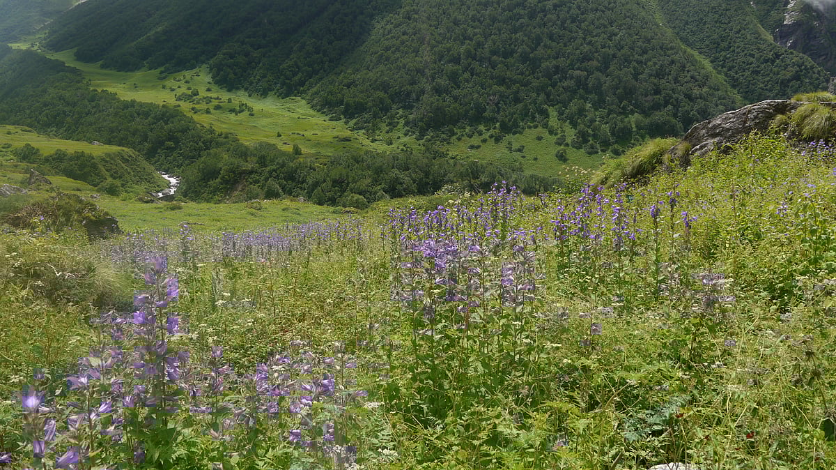 Dinesh Valke/ Wikimedia Commons : The Bhyundar Valley was later named as the Valley of Flowers
