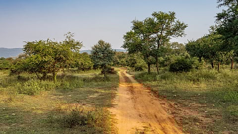 The landscape of Sariska