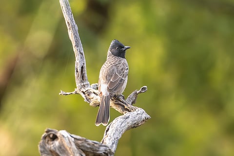 Red-vented bulbul at Sariska