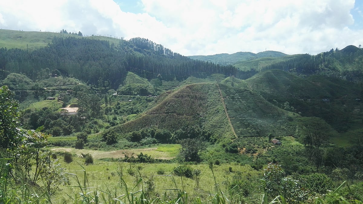 Kandys tea gardens are known for producing robust and aromatic teas
