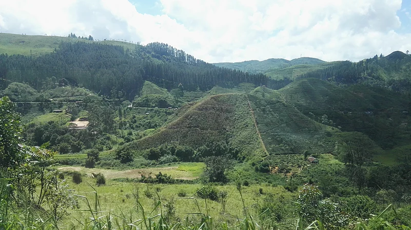 Kandys tea gardens are known for producing robust and aromatic teas