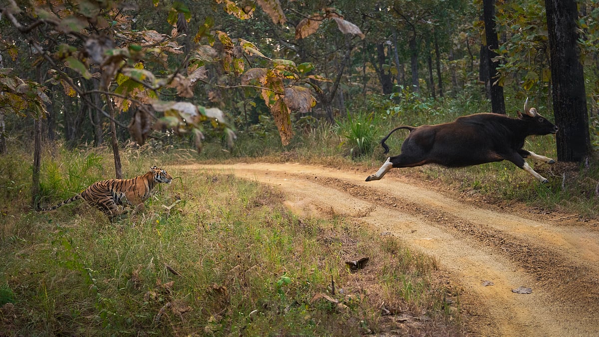 The well known tigress, Machli, chasing a gaur