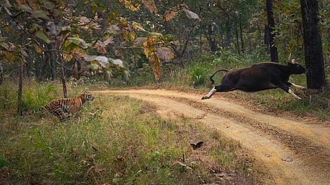 The well known tigress, Machli, chasing a gaur