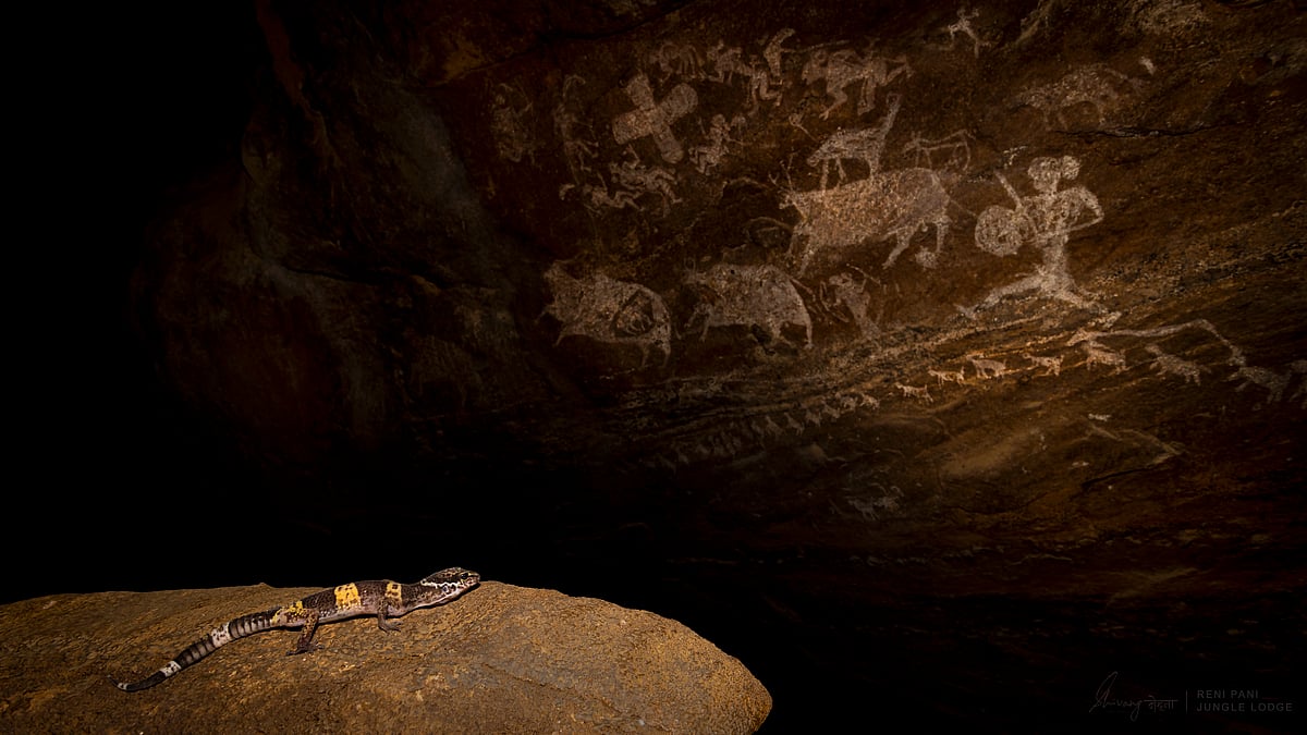 The caves of Pachmarhi— some of which have rock paintings dating back up to 40,000 years—are a perfect habitat for the Satpura Leopard Geeko