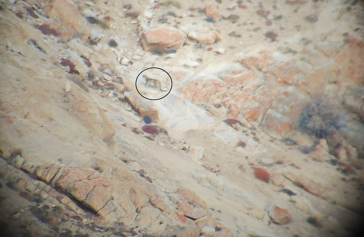 After two days of hard work, we finally spotted the snow leopard