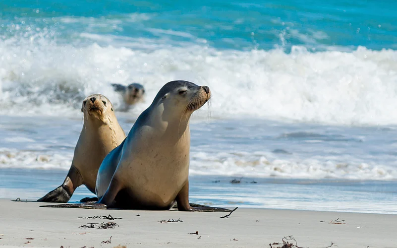 Seal Bay Conservation Park is just 45 minutes from Kangaroo Islands main town of Kingscote