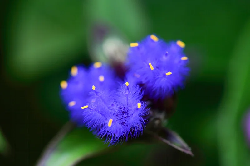 Cynotis Tuberosa – species of flower found in Kaas Plateau