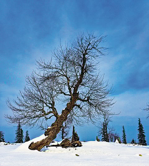 Resilient trees stand tall, embracing the winter with stoic grace. —Gulmarg, Kashmir