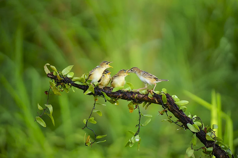 A family of birds in their habitat - Shutterstock