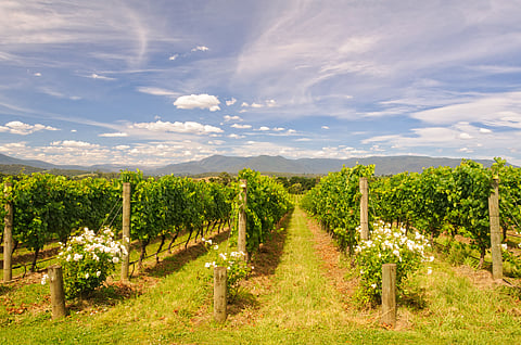 Rows of vines in a vineyard