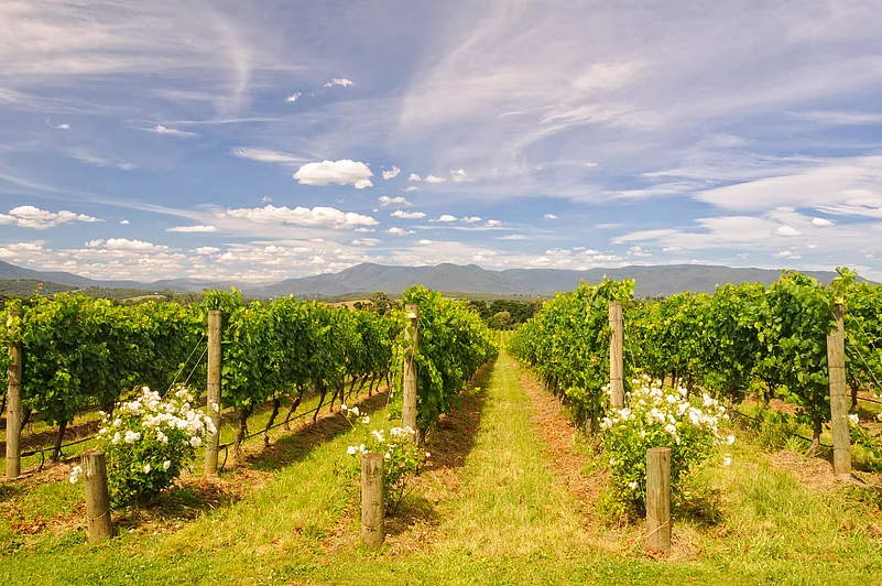 Rows of vines in a vineyard