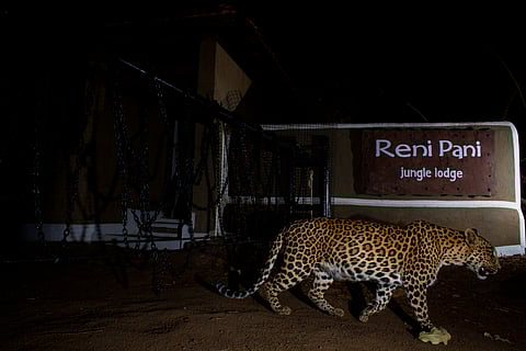 A leopard crossing in front of the gate at Reni Pani Jungle Lodge, MP