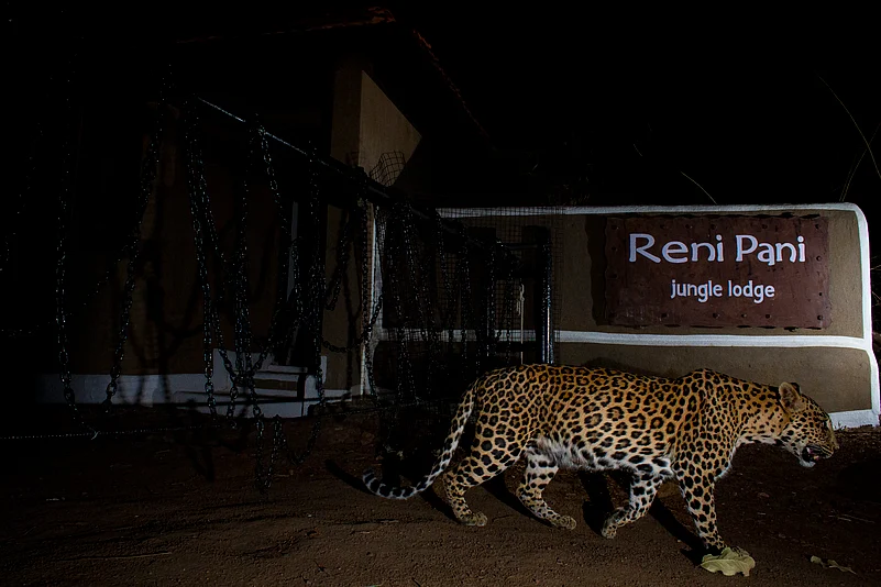 A leopard crossing in front of the gate at Reni Pani Jungle Lodge, MP