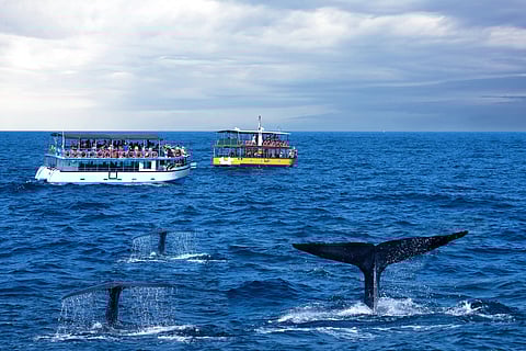 Whales watching safari in Mirissa