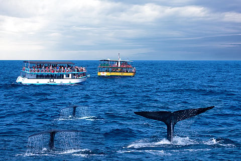 Whale watching safari in Mirissa