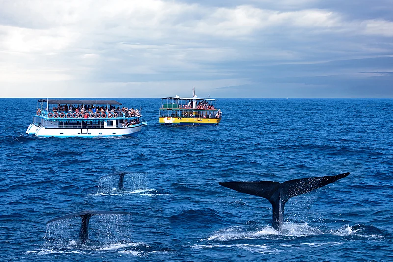 Whales watching safari in Mirissa