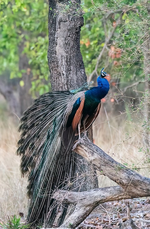 A peacock at the Nagarahole National Park