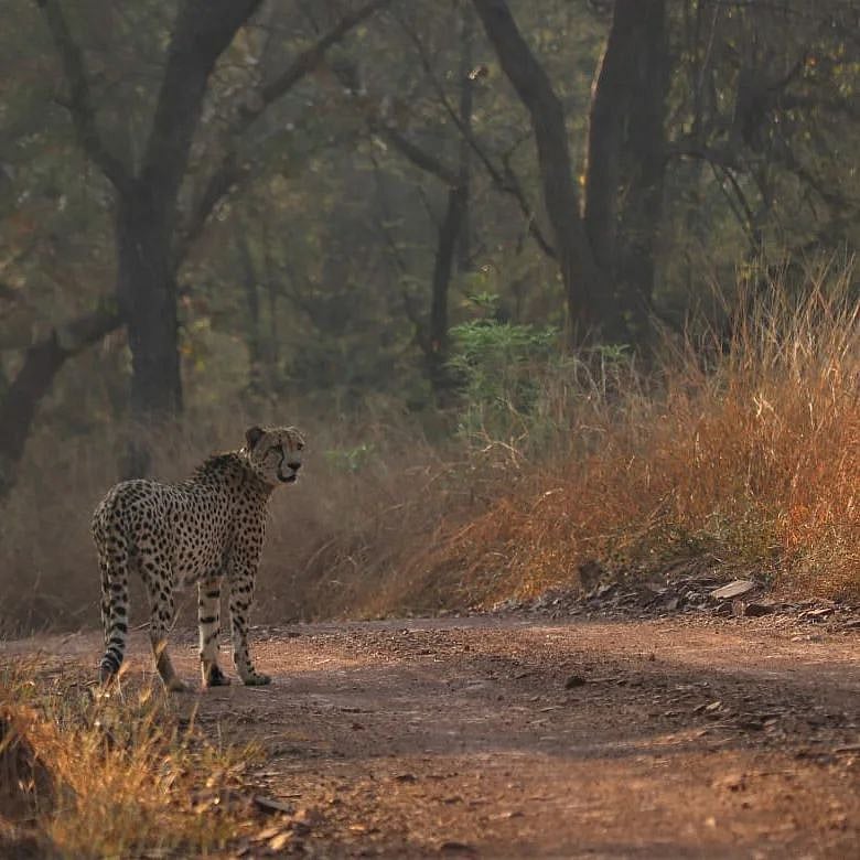 A male cheetah at the Kuno National Park