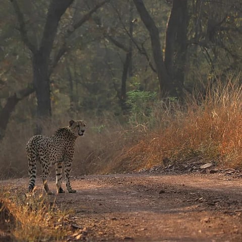 A male cheetah at the Kuno National Park